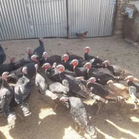 بوقلمون نر و ماده|حیوانات مزرعه|همدان, |دیوار