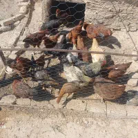 مرغ و جوجه محلی