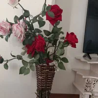 گل رز زیبا باگلدون