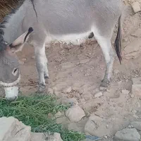 فروش یک الاغ