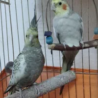 عروس هلندی نر و ماده