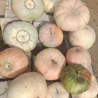 کدویی
