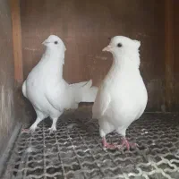 کبوتر