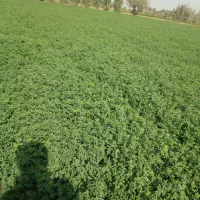 معاوضه بره با گندم