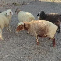 میش ابست