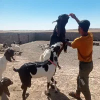 تک شادگوش بلند40سانتی