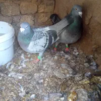 کفتر سبز پولکی خشگل450