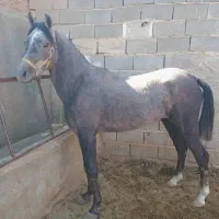 نریان.چهارساله.فروشی