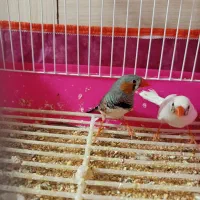 جفت فنچ|پرنده|رفسنجان, |دیوار