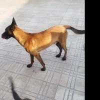 سگ مالینیوز