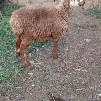 بره ماده کر چینی تخمی