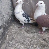 کبوتر پشت گراف المانی|پرنده|مشهد, نیزه|دیوار