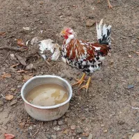 تابلو|تابلو فرش|سنندج, |دیوار