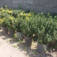 شمشاد نعنایی