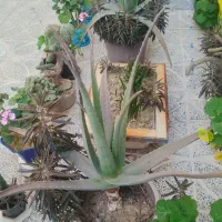 گلدان بزرگ آلورا