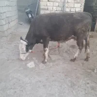 گاو،گوساله،گوسفند