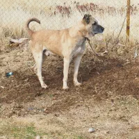 سگ سرابی 4ساله