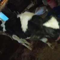 شنگل خارجی حدود 160کیلوبرای داشت