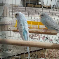 ۲تا مامر  عشق