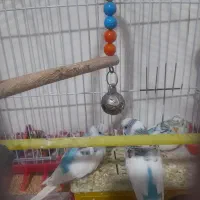 مرغ عشق|پرنده|نسیم‌شهر, |دیوار