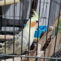 عروس هلندی|پرنده|شهریار, شهرک امیریه|دیوار