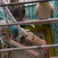 طوطی عروس مولد سخنگو خانگی،معاوضه|پرنده|کرج, باغستان|دیوار