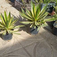 گل و گیاه|گل و گیاه طبیعی|کبودرآهنگ, |دیوار