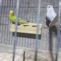 فروش مرغعشق|پرنده|داراب, |دیوار