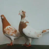 کبوتر کله زرد