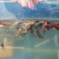 فایتر بتا|ماهی|تهران, الهیه|دیوار