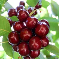 اغاز پیش فروش نهال گیلاس استار