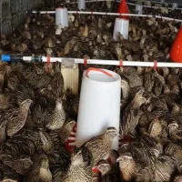 نیرو کار برای سالن بلدرچین