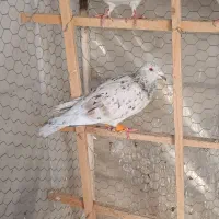 کبود هفت‌رنگ ماده خطی