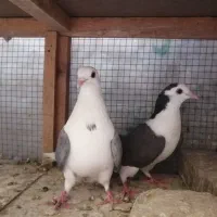 ماده دستگردی|پرنده|اصفهان, جوزدان الیادران|دیوار