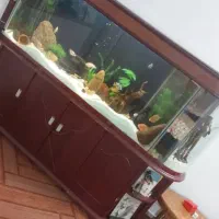 آکواریوم کمدی پایه