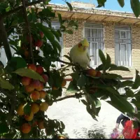 خانه ویلایی برای مشارکت در ساخت گلها