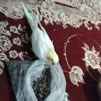 عروس هلندی بالغ نر سخنگو|پرنده|شیروان (خراسان), |دیوار