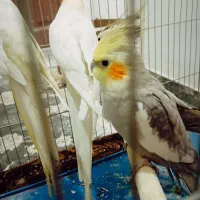 عروس هلندی و طوطی|پرنده|شهریار, شهرک بهاران (ویره)|دیوار