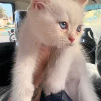 گربه بریتیش