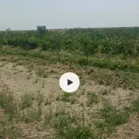 2ساعت آب و باغ پسته|فروش دفتر صنعتی، کشاورزی، تجاری|انابد, |دیوار
