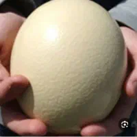 فروش تخم شترمرغ