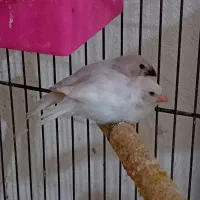 جوجه فنج سفید