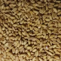 بذر گندم کوهدشت امسال بوجار شده