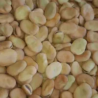 باقلا،باقله بذری و خوراکی.|عمده‌فروشی|ششده و قره بلاغ, |دیوار