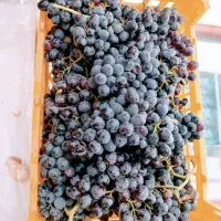 انگور سیاه وعسگری و،