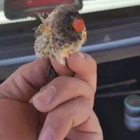 سهره و گلبسر درجه یک|پرنده|ملایر, |دیوار