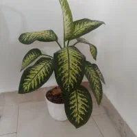 گل دیفن باخیا