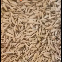 فروش تخم جو هاشمی