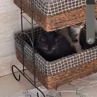 دوتا بچه گربه دی اس اچ