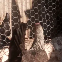 مرغ وخروس به فروش میرسد|حیوانات مزرعه|جهرم, |دیوار